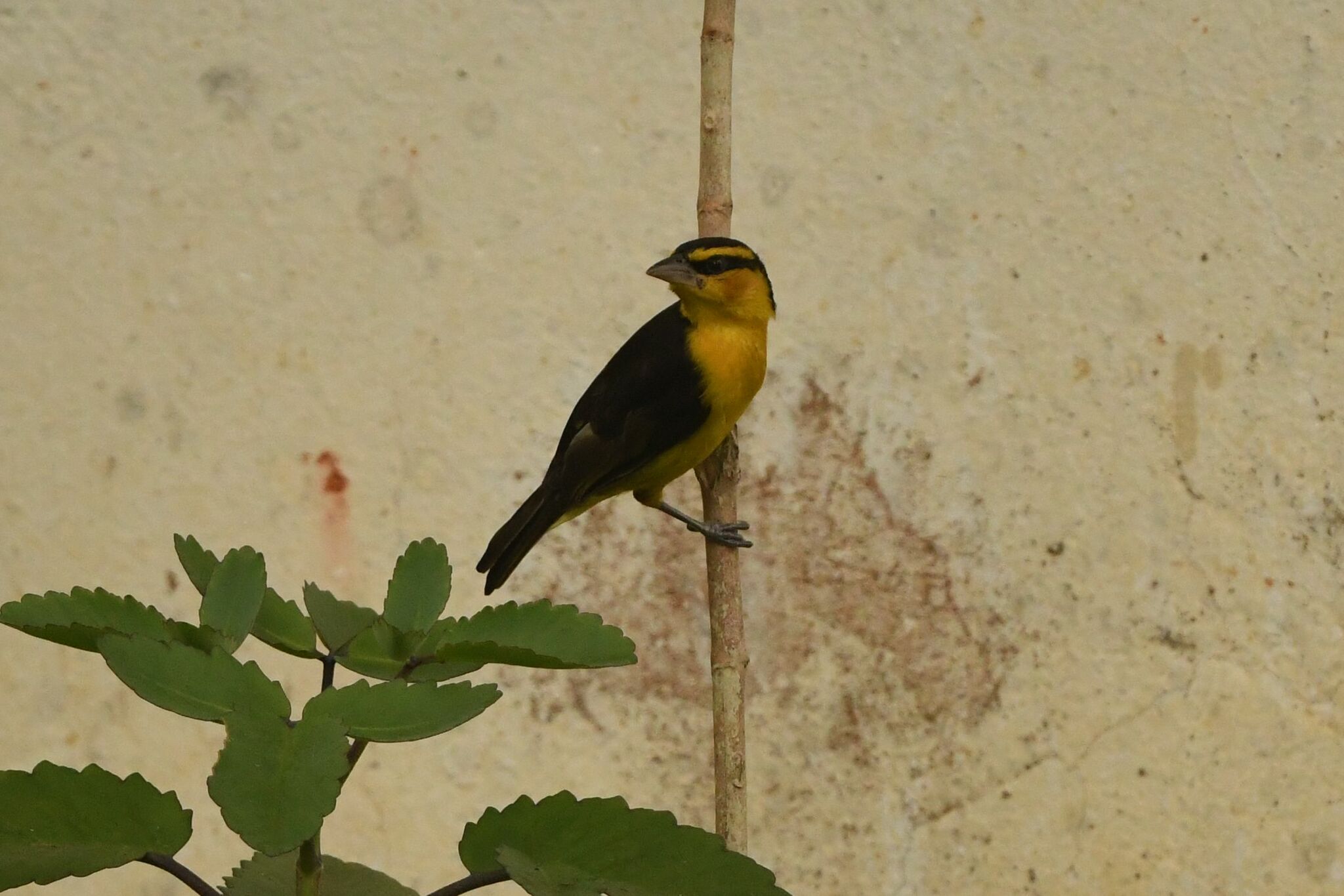 Black-necked Weaver (Ploceus nigricollis)