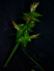 Carex retroflexa