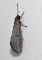 Fraus serrata