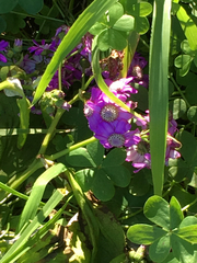 Pericallis × hybrida