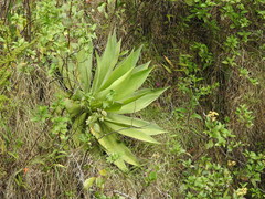 Agave warelliana
