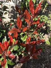 Photinia × fraseri