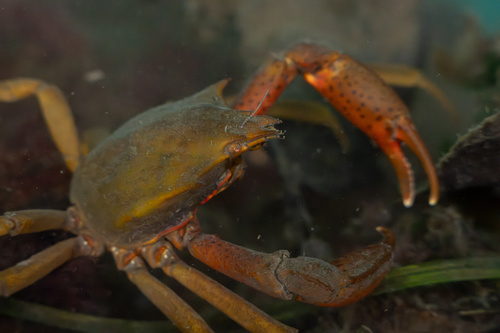 Northern Kelp Crab, photo 8 of 8