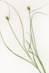 Carex retroflexa
