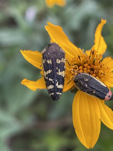 Acmaeodera macra photo 4