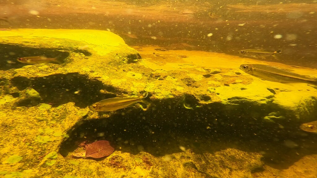 Flag-tailed tetra (Moenkhausia lepidura) — Characidae