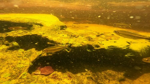 Flag-tailed tetra (Moenkhausia lepidura) — Characidae