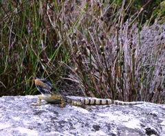 Pseudocordylus microlepidotus microlepidotus