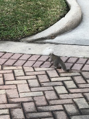 Sciurus carolinensis