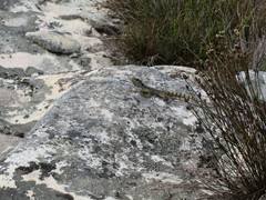 Pseudocordylus microlepidotus microlepidotus