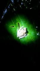 Pristimantis labiosus