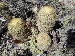 Coryphantha erecta