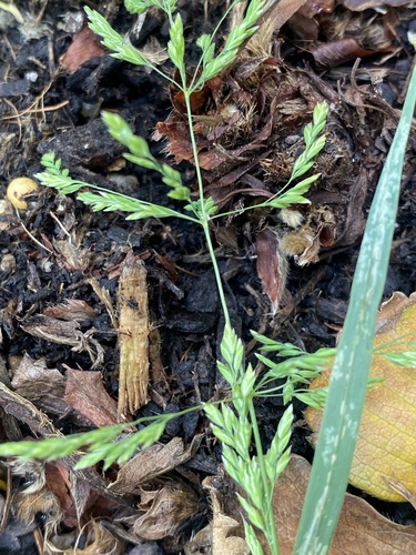 Poa trivialis iNat (3)