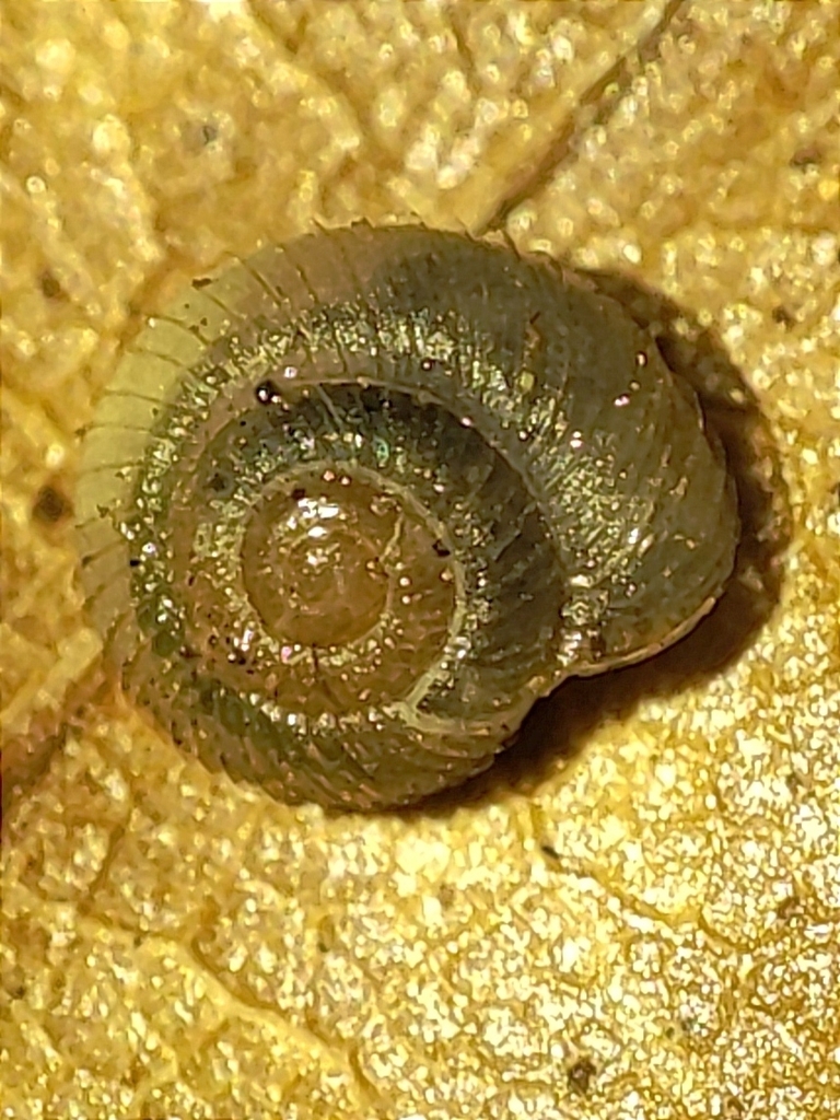 Gittenbergia