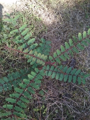 Hultholia mimosoides