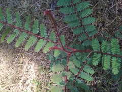 Hultholia mimosoides