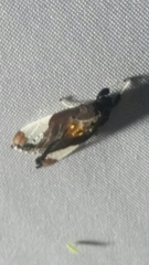 Bertholdia