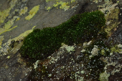 Orthodontium pellucens