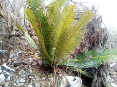 Dioon edule