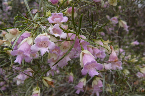 How to identify Eremophila sturtii R.Br.