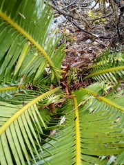 Dioon edule