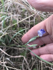 Sisyrinchium pruinosum