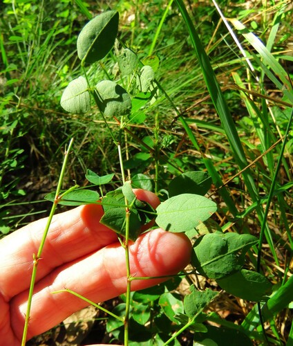 Image of Desmodium marilandicum by (c) Annika Lindqvist, some rights reserved (CC BY)