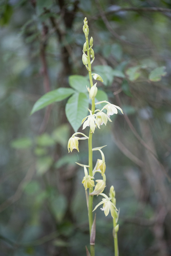 Image of Galeandra beyrichii by no rights reserved