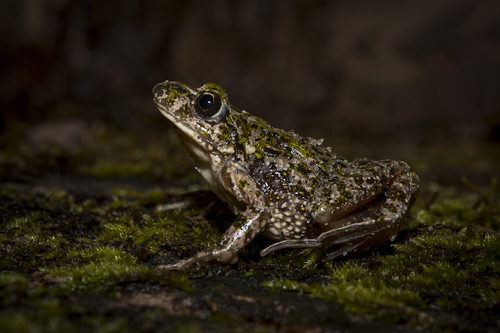 Lusitanian Parsley Frog, 4740 Fão, Portugal, photo 10 of 10