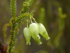 Erica urna-viridis