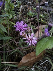 Vernonia greggii
