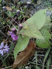 Vernonia greggii