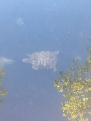 Trachemys scripta elegans