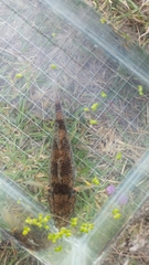 Gobiomorphus cotidianus