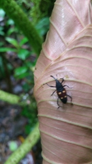 Cactophagus bolivari