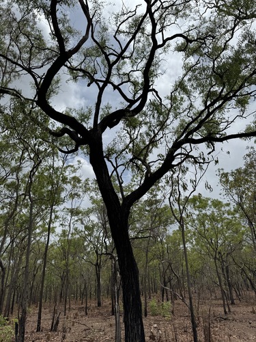 Eucalyptus cullenii observed 2023-11-23