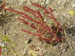 Rumex ucranicus