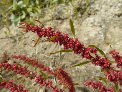 Rumex ucranicus