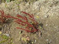 Rumex ucranicus