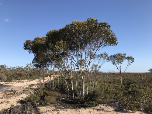 Eucalyptus astringens 2