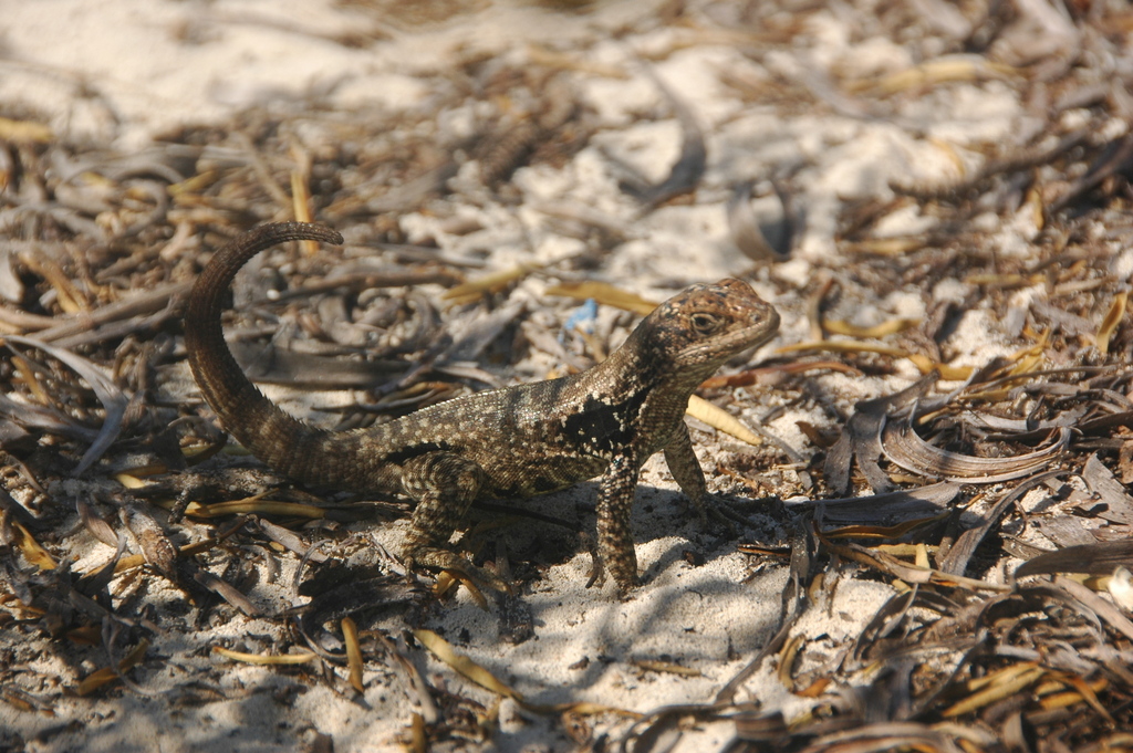 Plana Cay Curlytail Lizard