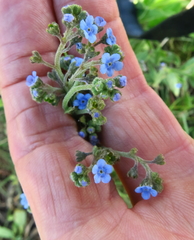 Myosotis semiamplexicaulis