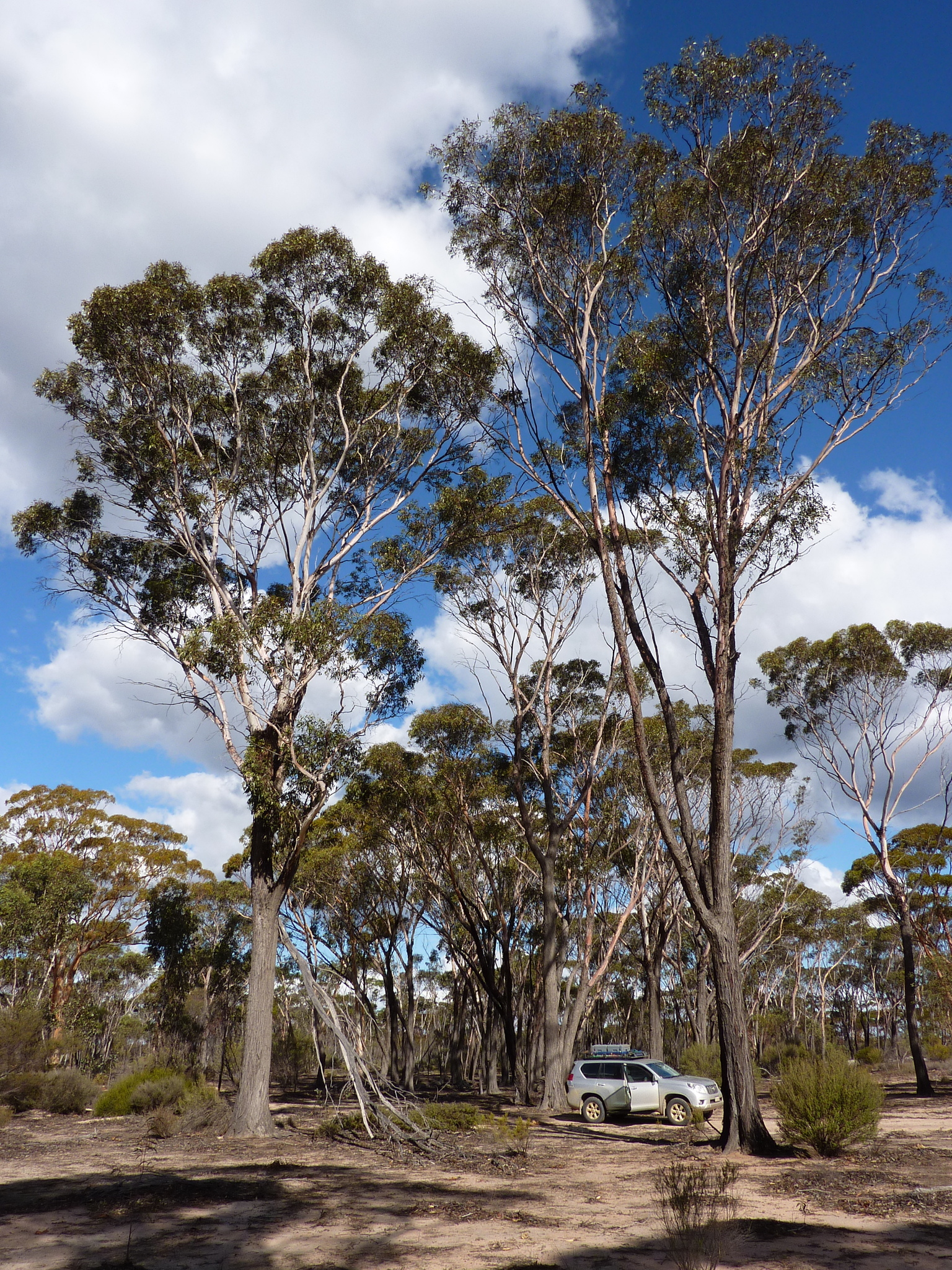 Eucalyptus occidentalis