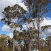 Eucalyptus occidentalis - Photo (c) Dean Nicolle, algunos derechos reservados (CC BY-NC), subido por Dean Nicolle