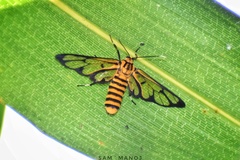Amata grotei