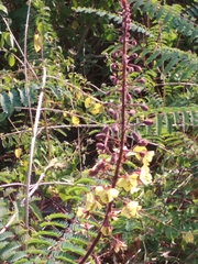 Hultholia mimosoides