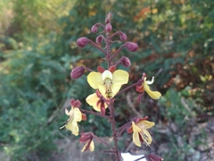 Hultholia mimosoides