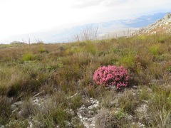 Erica lateralis