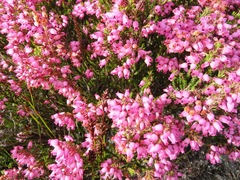 Erica lateralis