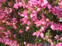 Erica lateralis